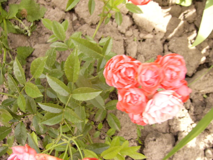 Rosa Morsdag orange - ANUL 2016 FLORI V