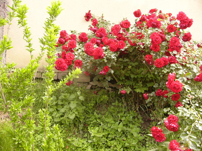 P1280388 - ANUL 2016 FLORI V