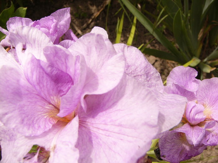 P1280396 - ANUL 2016 FLORI V