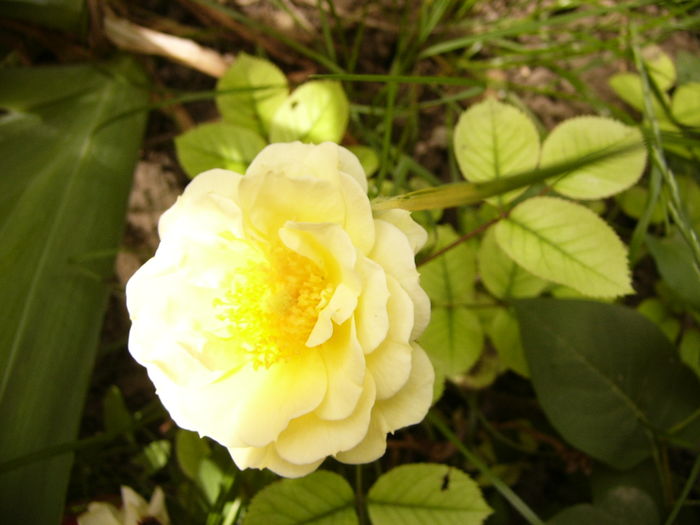 Rosa Bessy - ANUL 2016 FLORI V