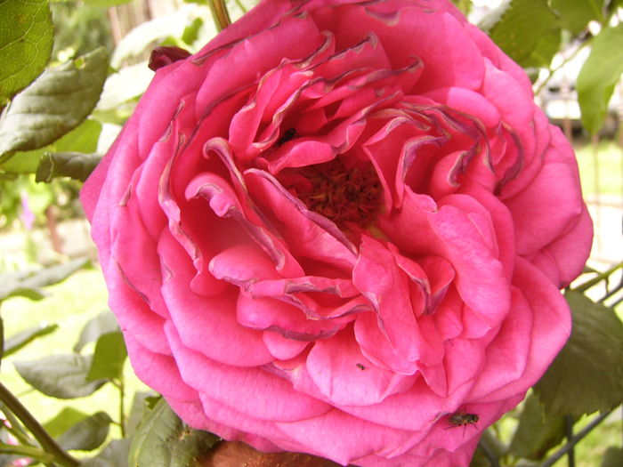 P1280401 - ANUL 2016 FLORI V