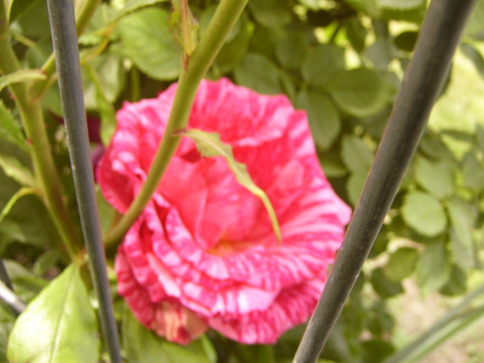 P1280404 - ANUL 2016 FLORI V