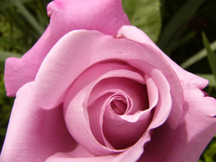 P1280407 - ANUL 2016 FLORI V