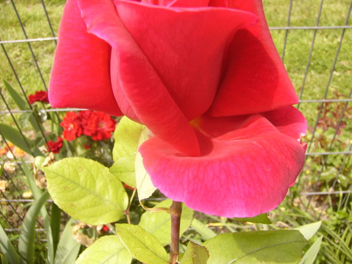 P1280409 - ANUL 2016 FLORI V