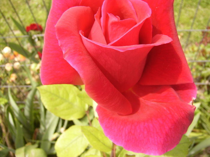 P1280410 - ANUL 2016 FLORI V