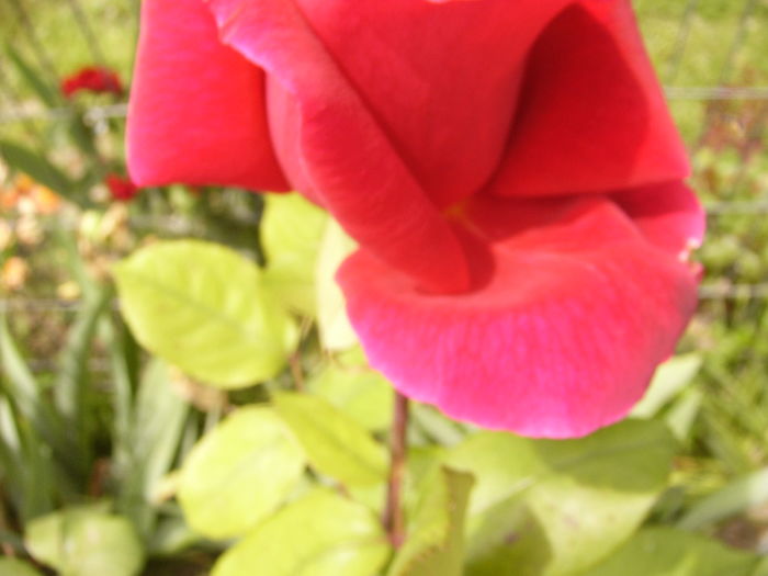 P1280411 - ANUL 2016 FLORI V