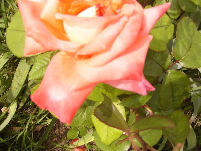 P1280412 - ANUL 2016 FLORI V