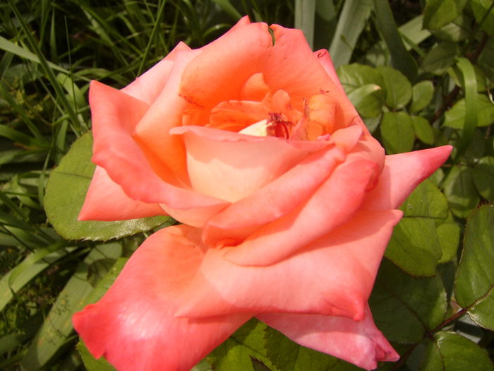 P1280413 - ANUL 2016 FLORI V