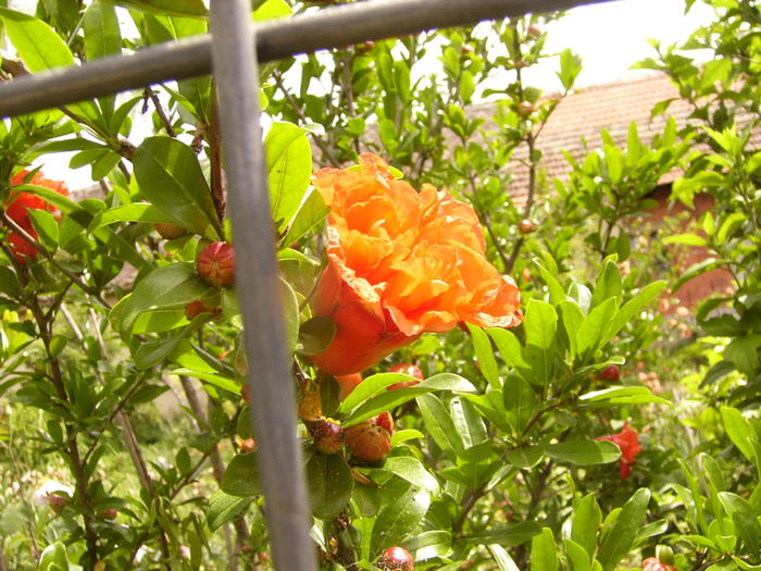 P1280419 - ANUL 2016 FLORI V