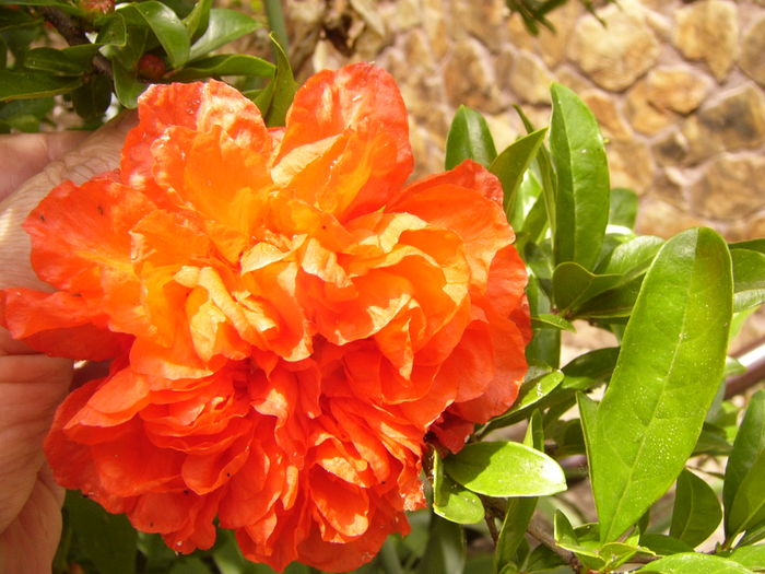 P1280422 - ANUL 2016 FLORI V