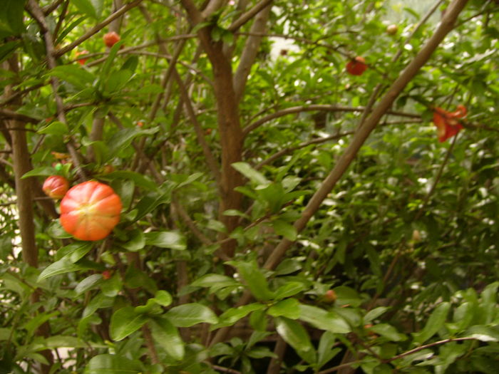 P1280427 - ANUL 2016 FLORI V