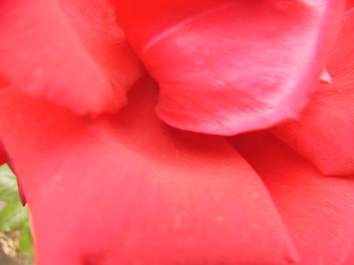 P1280431 - ANUL 2016 FLORI V