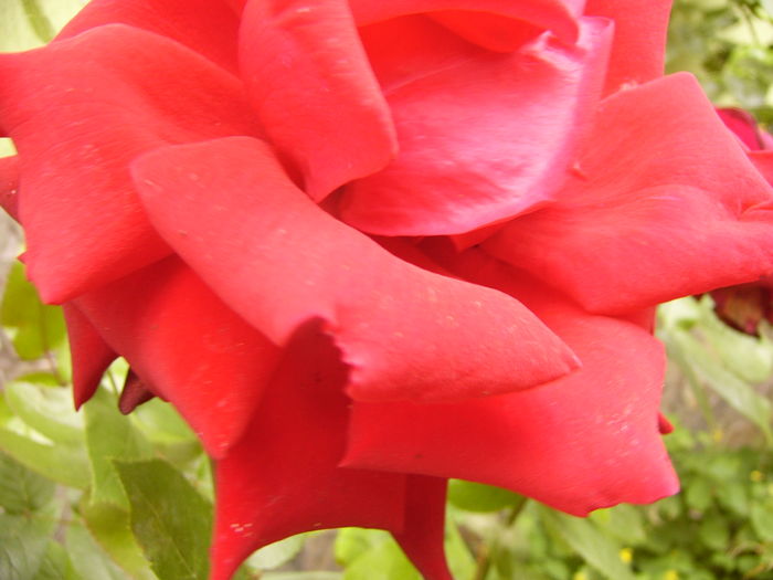 P1280432 - ANUL 2016 FLORI V