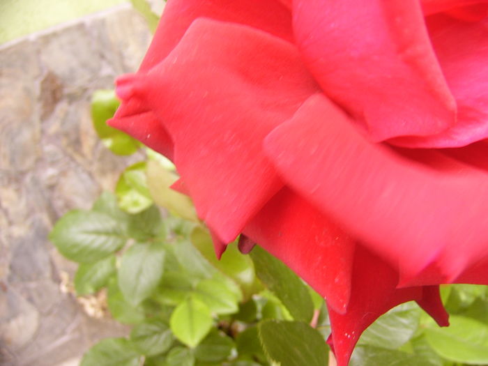 P1280433 - ANUL 2016 FLORI V