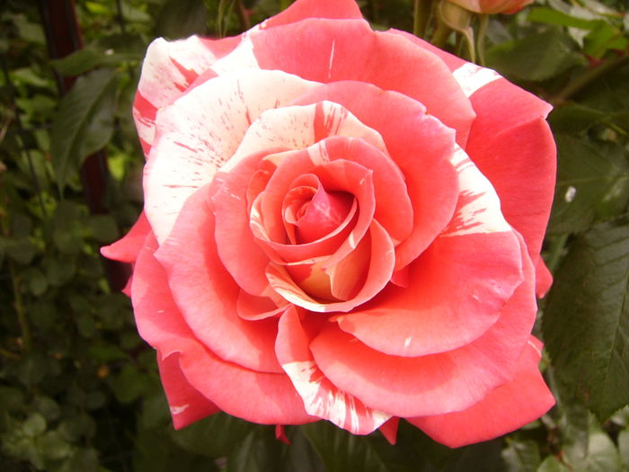 Rosa Dimov - ANUL 2016 FLORI V