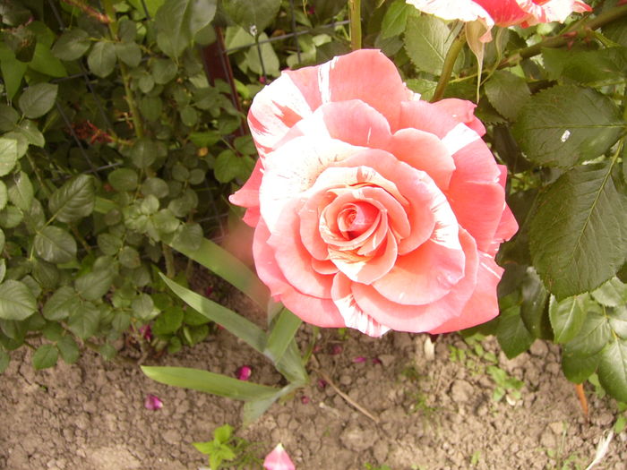 P1280440 - ANUL 2016 FLORI V