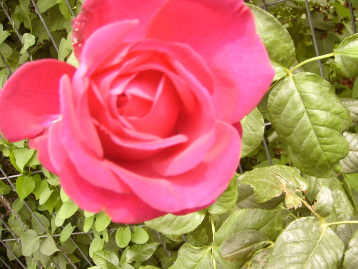 P1280442 - ANUL 2016 FLORI V