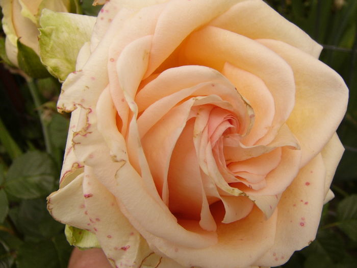 Rosa Dimov - ANUL 2016 FLORI V