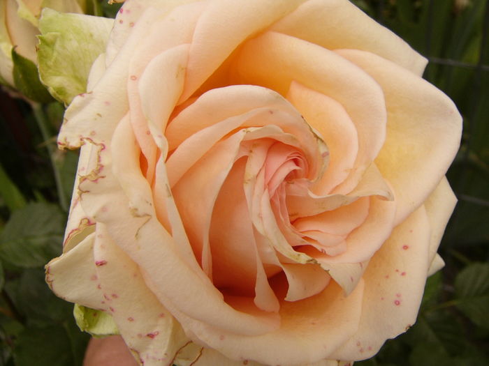 P1280446 - ANUL 2016 FLORI V