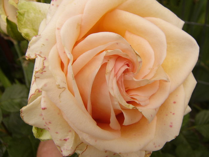 P1280447 - ANUL 2016 FLORI V