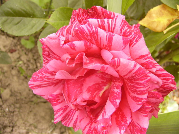 Rosa Dimov - ANUL 2016 FLORI V