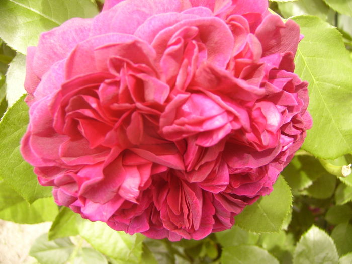 Rosa Dimov - ANUL 2016 FLORI V