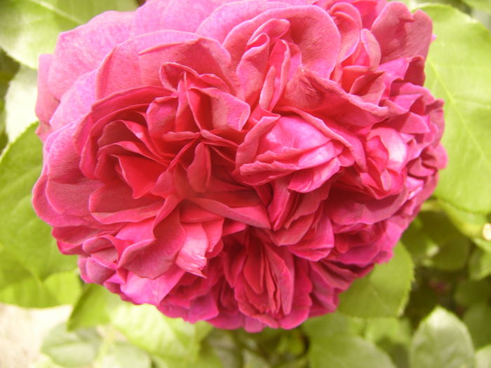 P1280454 - ANUL 2016 FLORI V