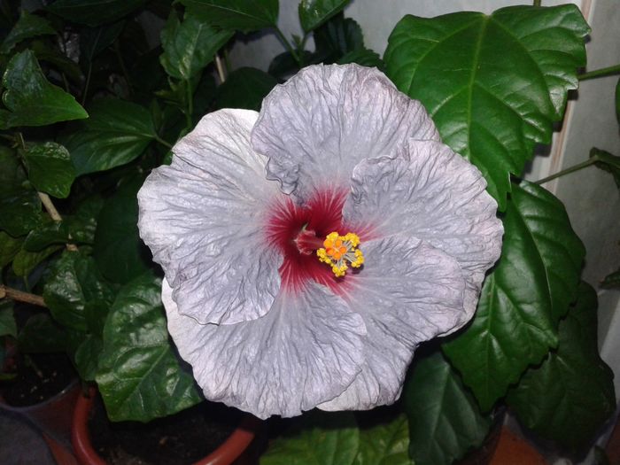 20160529_200949 - Hibiscus Confederate Heart