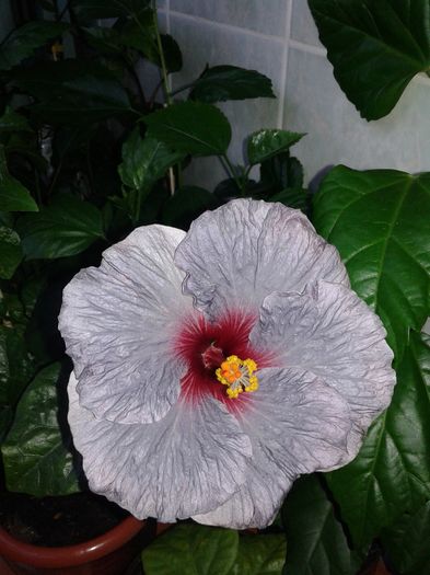 20160529_200955 - Hibiscus Confederate Heart