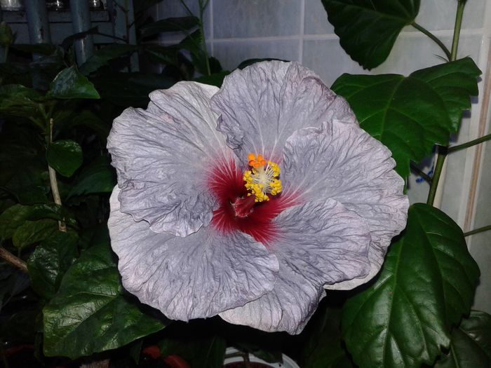 20160529_201008 - Hibiscus Confederate Heart