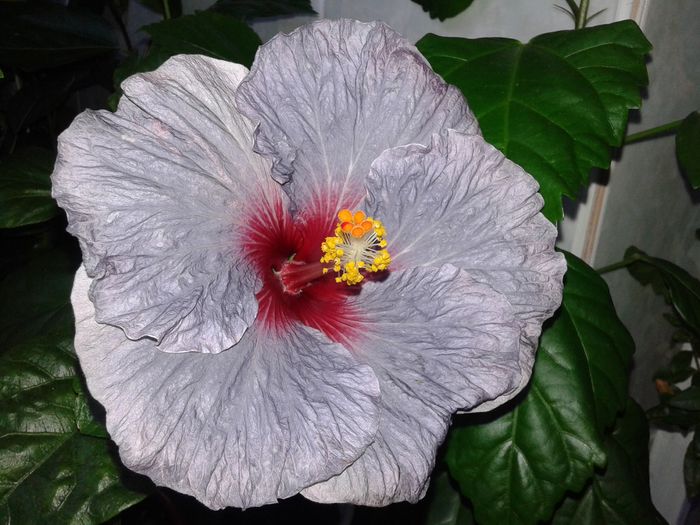 20160529_201016 - Hibiscus Confederate Heart