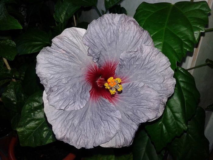 20160529_201026 - Hibiscus Confederate Heart