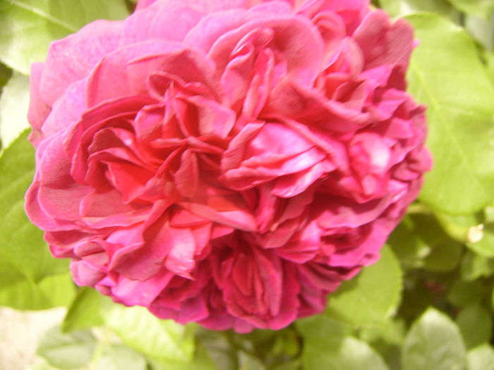 P1280455 - ANUL 2016 FLORI V