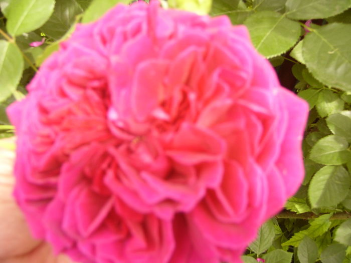 P1280456 - ANUL 2016 FLORI V