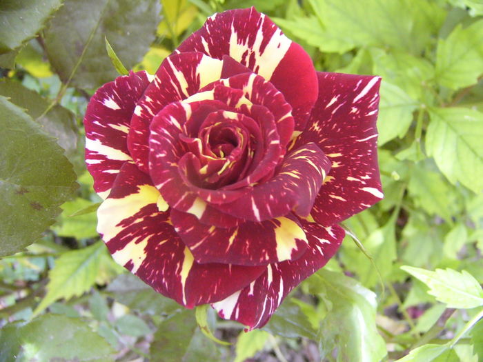 Rosa Hocus-Pocus de la Dimov - ANUL 2016 FLORI V