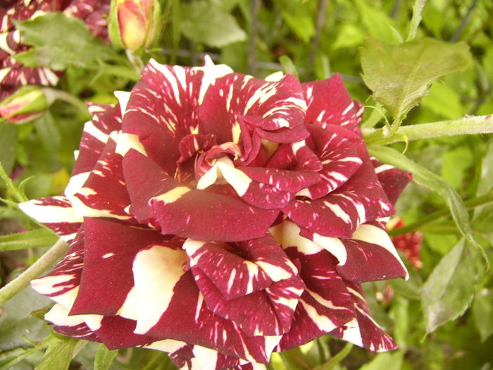 P1280464 - ANUL 2016 FLORI V