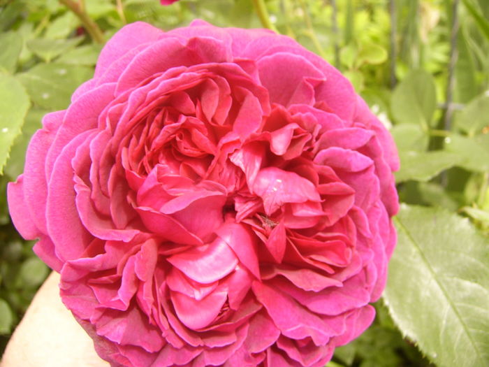 Rosa Dimov - ANUL 2016 FLORI V