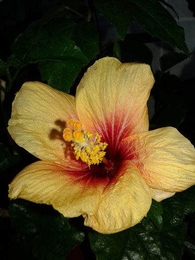 20160529_201144 - Hibiscus Cuban Variety