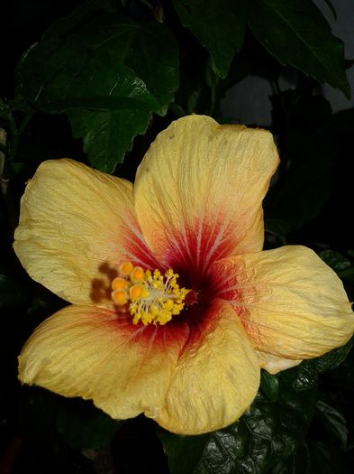 20160529_201147 - Hibiscus Cuban Variety