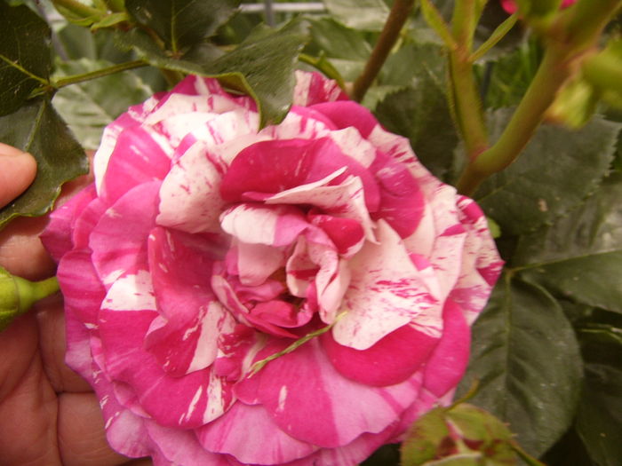 Minirosa Dimov - ANUL 2016 FLORI V