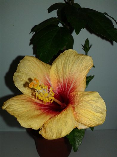 20160529_201504 - Hibiscus Cuban Variety