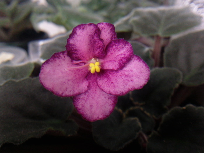 Buckeye Cranberry Sparkler - VIOLETE AFRICANE saintpaulia  2010-2011                                                             