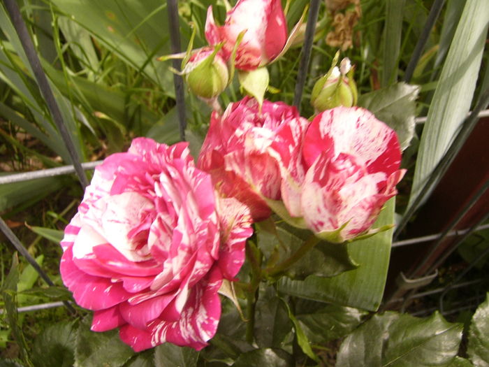 P1280485 - ANUL 2016 FLORI V