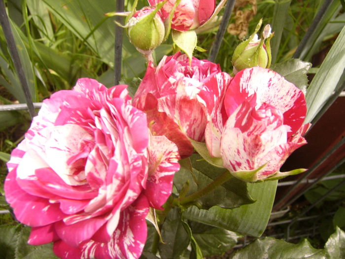 P1280486 - ANUL 2016 FLORI V