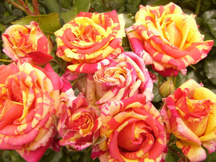 Minirosa Dimov - ANUL 2016 FLORI V