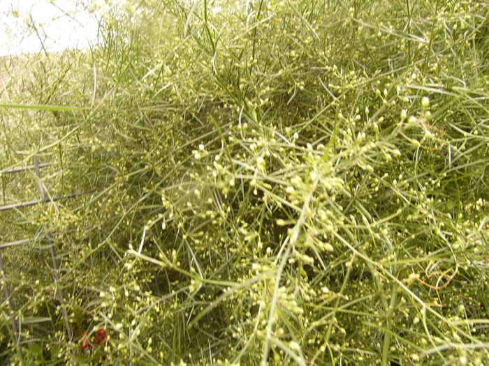 Asparagus de gradina - ANUL 2016 FLORI V