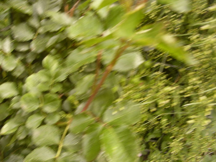 P1280492 - ANUL 2016 FLORI V