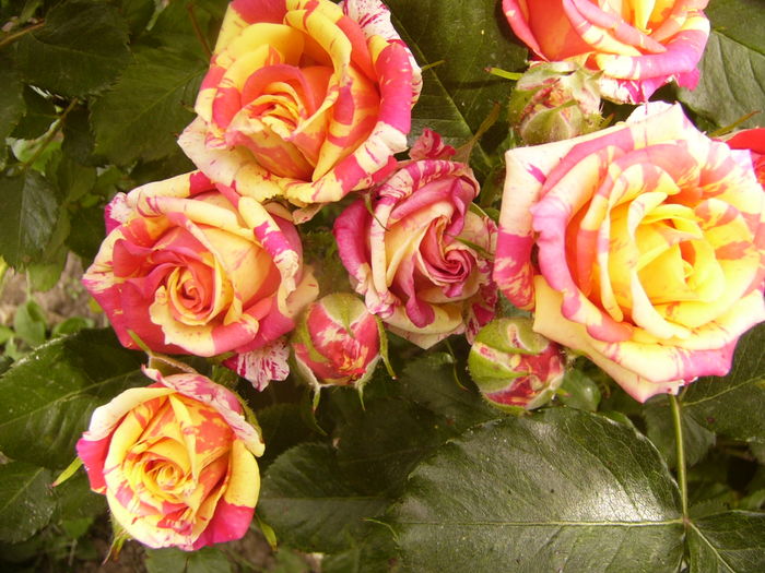 Minirosa Dimov - ANUL 2016 FLORI V