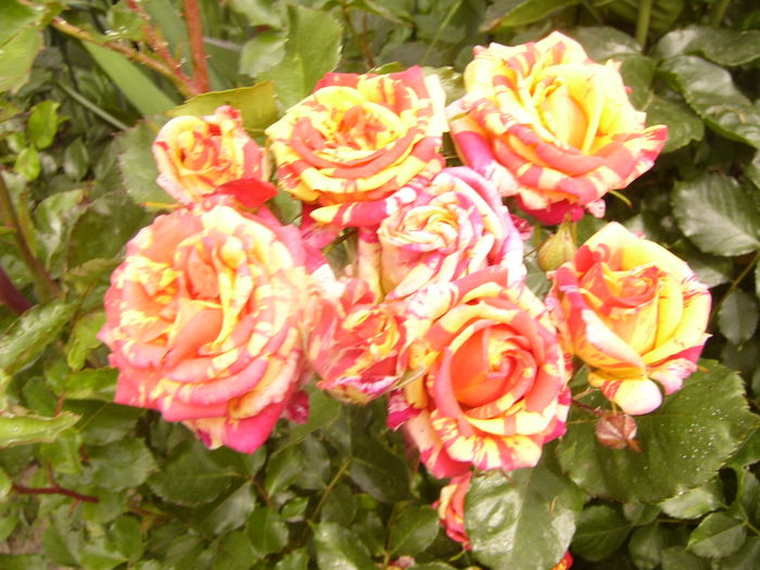 P1280495 - ANUL 2016 FLORI V