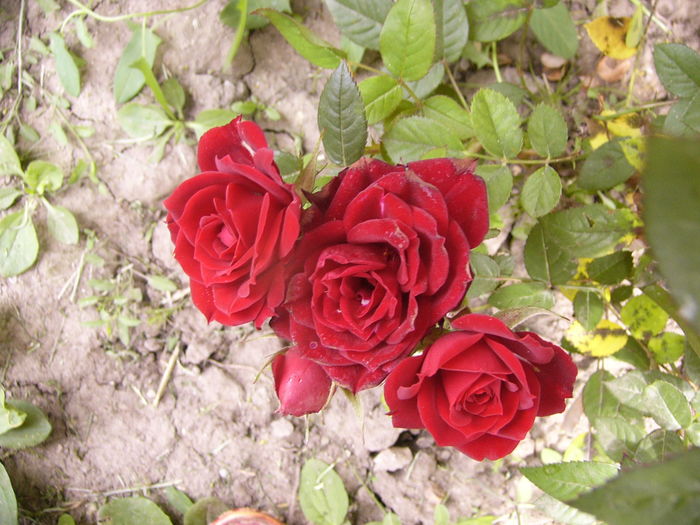 Minirosa Dimov - ANUL 2016 FLORI V